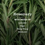 Rosemary Multi-Surface Everyday Cleaner - Image 4