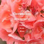 Geranium Room Freshener - Image 4