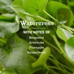 Watercress Liquid Hand Soap - Image 4