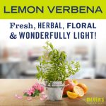 Lemon Verbena Probiotic Multi-Surface Concentrate - Image 3
